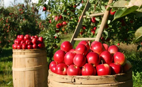 Which City Is Known As The Apple Capital Of India 