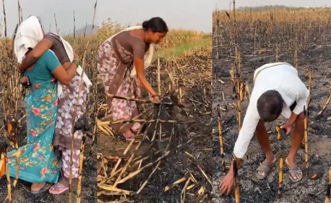 Maize Crop Gutted Fire In Nirmal District