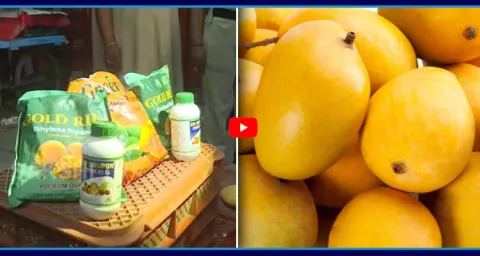 Beware Of Chemically Ripened Mangoes In Hyderabad 1