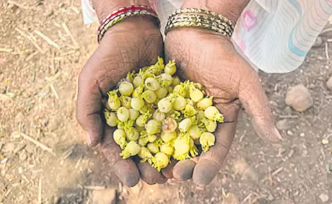 Discussion on Ippa Puvvu Sara in Telangana