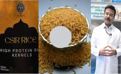 Designer Rice with 22 percent Protein 