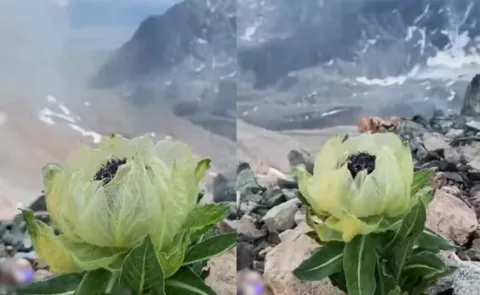 Flower That Blooms Once In 8 Years And Survives Cold Above 10000 Feet