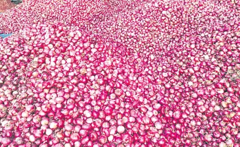 The hardships of onion farmers under the Chandrababu Naidu government are indescribable