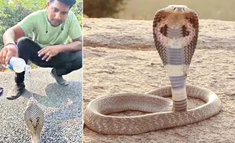 young man saves snake from heat visakhapatnam