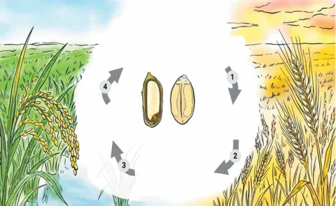 Latest research by IRRI scientists doubles iron and zinc absorption in rice