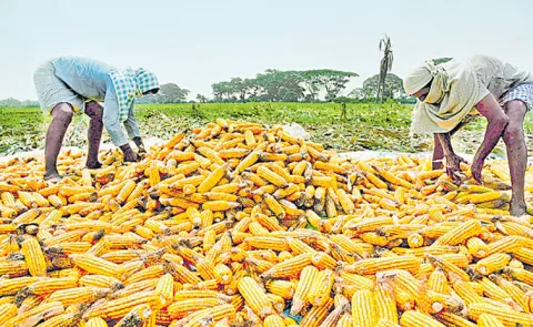 Maize farmers worry in Telangana