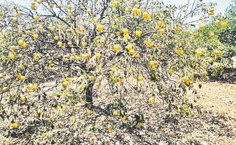 Temperatures exacerbate groundwater depletion: Andhra pradesh