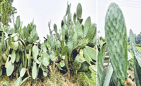 Spineless cactus as a fodder crop better in summer13