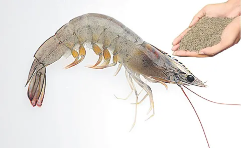 Shrimp feed prices have increased Chandrababu govt behind the increase