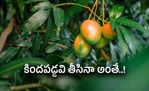 Shocking Fine For Fallen Mango Pick In This Country Details Here