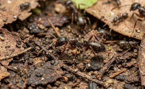 Venomous Asian Needle Ant Prompts Scare In US