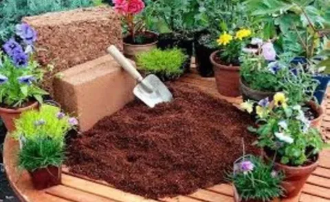Sagubadi: Why is cocopeat used in terrace gardening and balcony?
