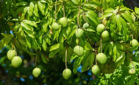 Sagubadi: Wild Mango Herb Uses Benefits Cures Side Effects 