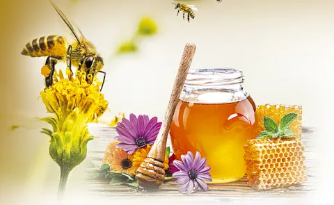 Sakshi Funday Special Story: Environmental pollution effect on honey bees