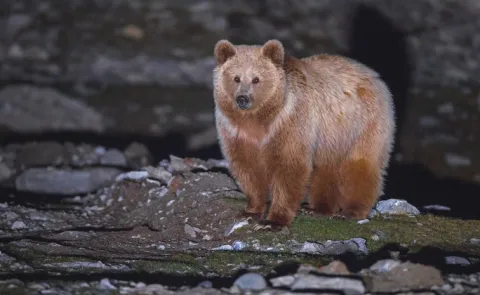 Rare Himalayan brown bear spotted in Kinnaur