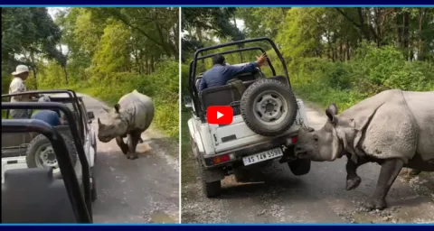 Rhino Attacking Safari Jeep In Manas National Park Assam Video Goes Viral 4