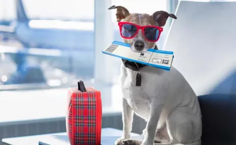 Travelling Tips: Guidelines for Travelling with Pets