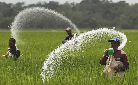 Urea shortage hits Telangana amid kharif season