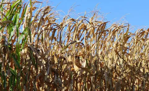 El Nino ICAR scientists warn of severe Crop Yields global impact
