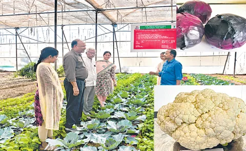Organic yields with balanced nutrition