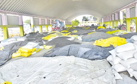 Sunflower purchases stalled in the market yard for 50 days