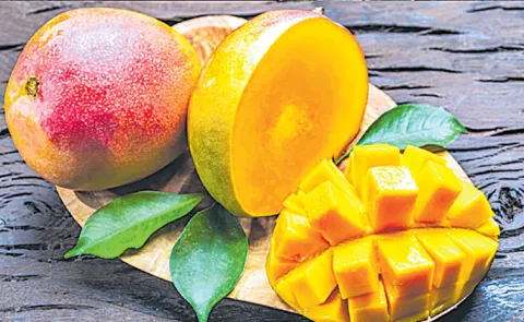 Seedless Sindhu Mango interesting facts