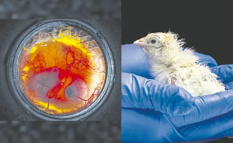 Colossal Biosciences says 26 baby chickens were born from a 3D printed lattice structure that mimics an eggshell