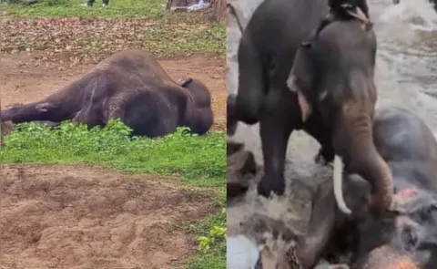 Day After Tourist tragedy Elephant That Trampled On Her Dies In Karnataka
