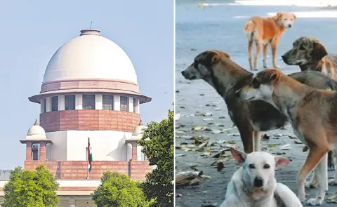 Supreme Court Refuses To Recall Stray Dogs Removal Order