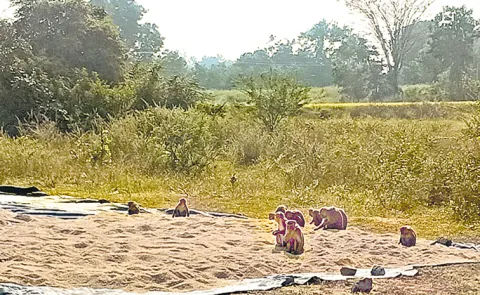 Monkey Groups Destruction in Farm Fields in Telangana