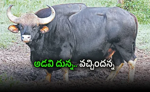 Indian Gaur in Nallamala Forest full details