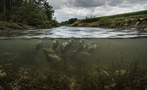 Study Warns 80 PC Of World's Rivers Losing Oxygen