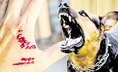 Shortage of anti-rabies vaccine in Andhra Pradesh