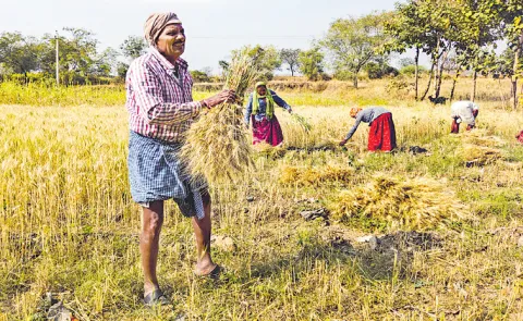 Sakshi Guest Column On Fertilizer Crises to farmers