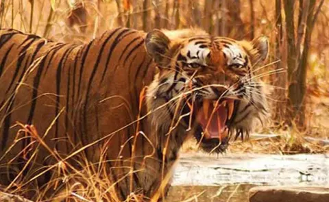 Tiger attacks women collecting beedi leaves killing four