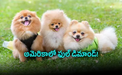 Rich Americans are Paying Rs 2 4 Lakh a Week For Dog Nannies