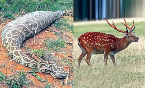 python swallows deer in Karnataka forest near Bengaluru water pipeline