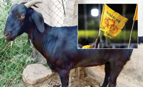 Goat Missinig Case Turns Political In Kurnool 