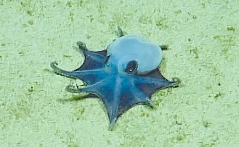 Tiny golf-ball-sized octopus unknown to science discovered in Pacific Ocean