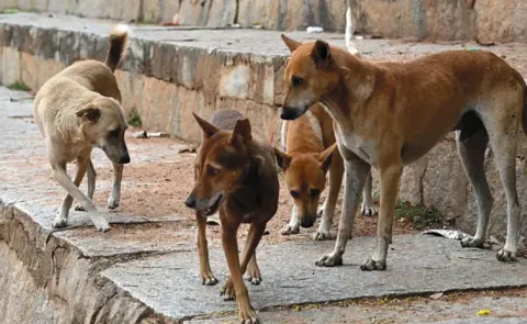 Woman dies after street dog attack in Bhadradri Kothagudem: Telangana