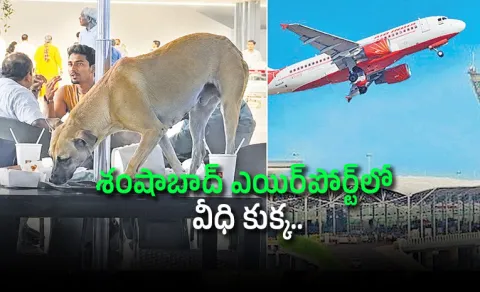 Stray dog In Shamshabad International Airport 