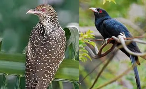 less known facts abouts All Cuckoo Bird koel Species in the World 