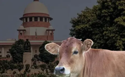 Supreme Court Rejects Urgent Plea on Anti Cow Slaughter Law Ahead of Bakrid
