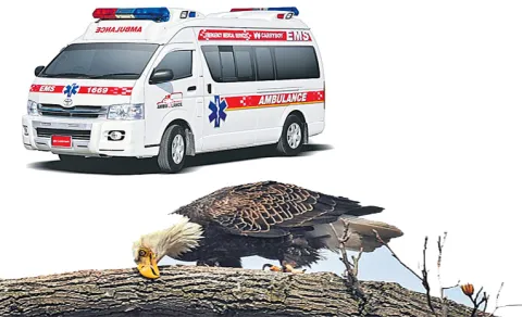 Strange And New Things About Ambulances And Eagles