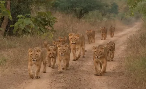 Five lions die in Gujarat