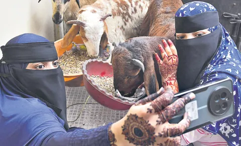 Bakrid Buzz: Young Women Click Selfies with Rams in Old City