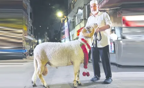 125 KGS weight sheep Bakrid
