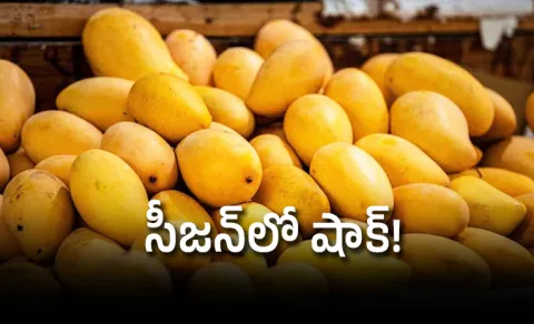 Japan bans Indian mangoes again after 20 years check details12