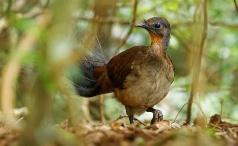 The Strange Mimicry Sounds Made By The Lyrebird
