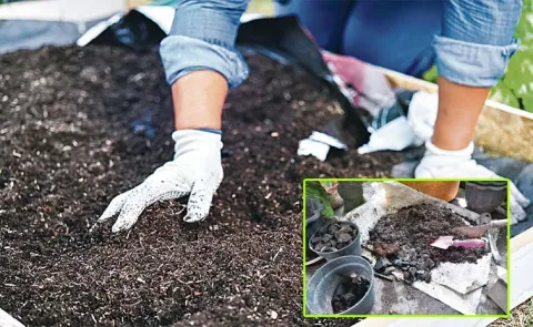 Sagubadi How To Teplace Old Soil And Manure